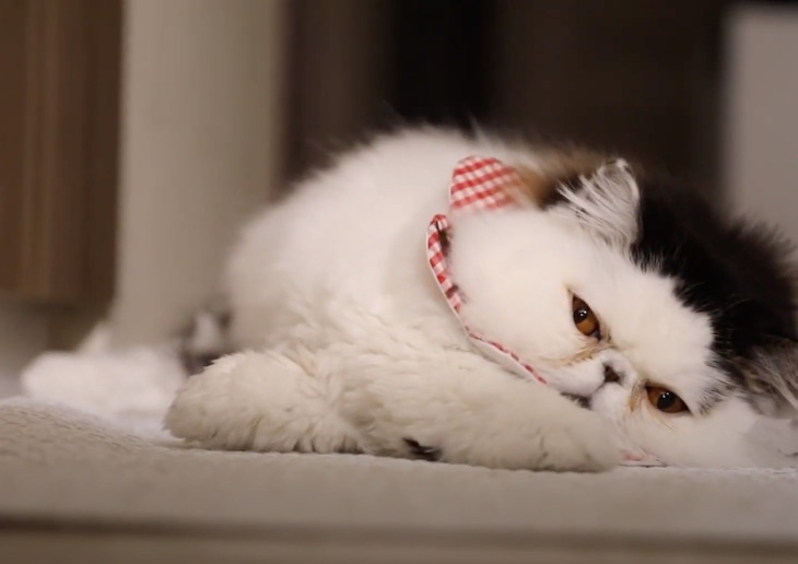 UN gato con ‘tupé’ -video-