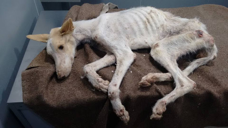El uso y abuso de los ‘cazadores’ sobre los galgos