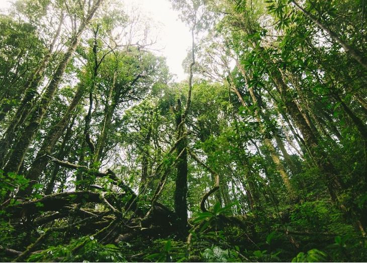 Óptica vegana. Cómo la ganadería destruye los bosques