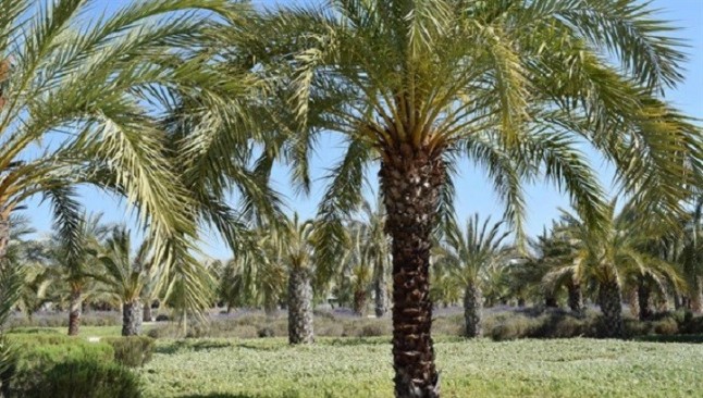 Tecnología verde para convertir los residuos de las palmeras en materiales de construcción