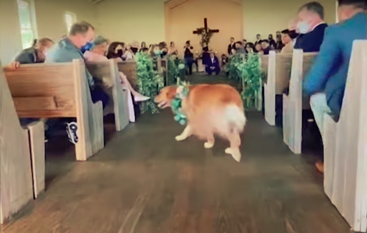 Un perro con mucha ‘FE’