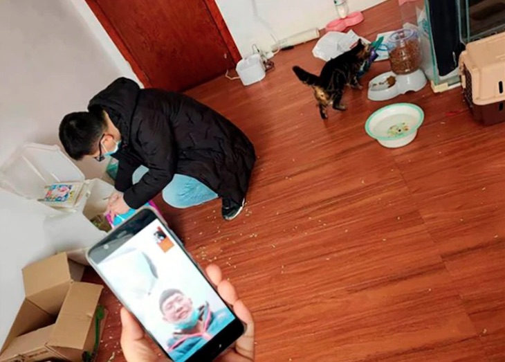 Animales de compañía abandonados debido al brote de coronavirus en Wuhan (China)