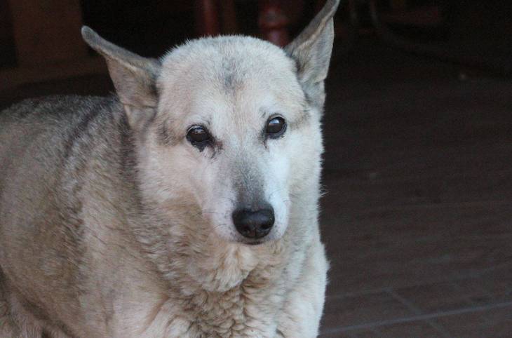 Extraordinario. Dos perros de 22 y 27 años en Hungría