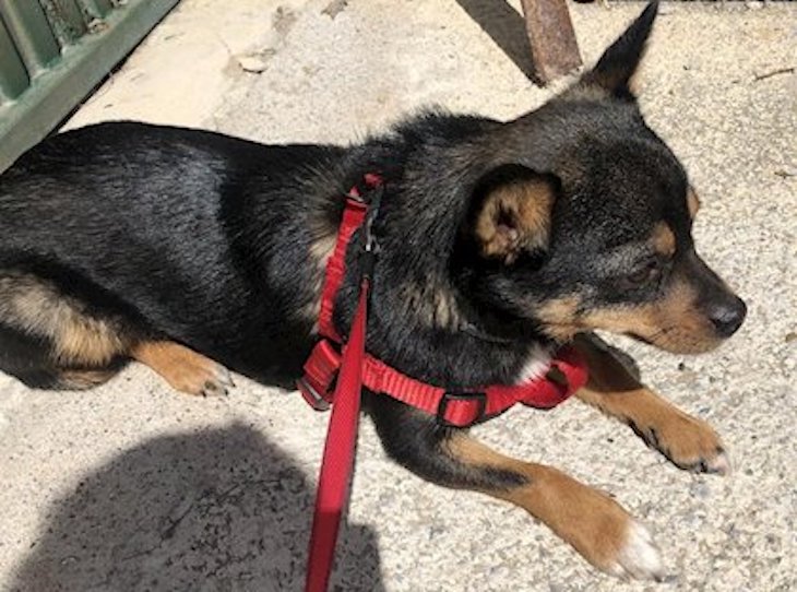 Granada traslada indicaciones para el cuidado de mascotas durante la crisis sanitaria