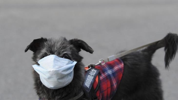 Real Sociedad Canina recuerda que no hay evidencia de que las mascotas padezcan o transmitan el COVID-19