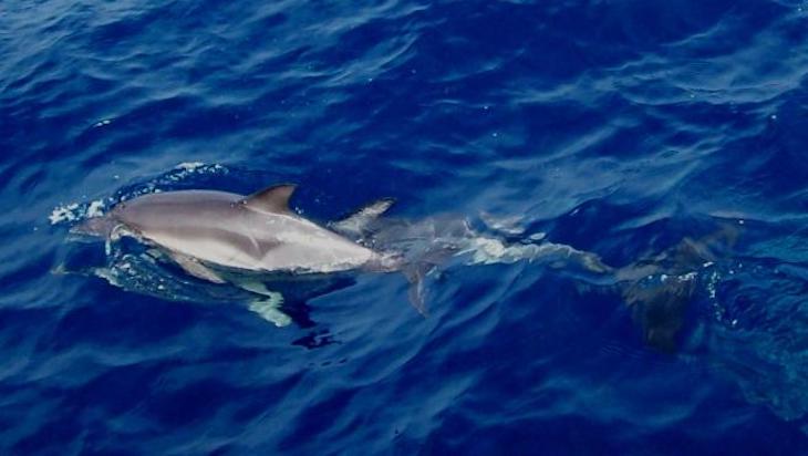 La Diputación de Málaga reúne en una guía 52 especies de mamíferos que pueden observarse en la provincia