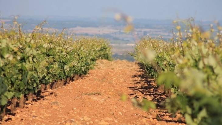 Tecnología verde para proteger los viñedos frente a las plagas