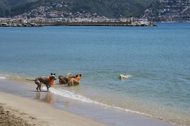 Polémica en Gijón a cuenta de la ubicación para la playa para perros