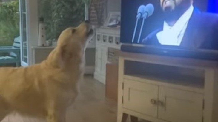 El ‘fan’ nº 1 de Luciano Pavarotti es un perro