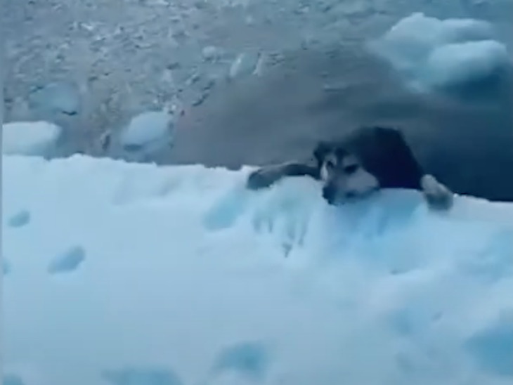 El perro que no murió congelado (video)