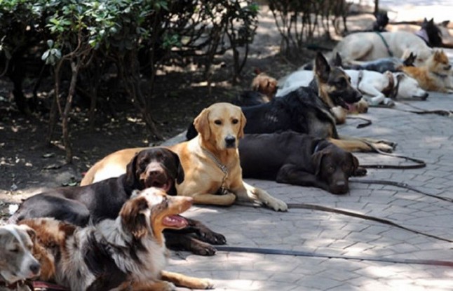 Santurtzi acoge el sábado un Rastrillo Solidario para atender a animales rescatados