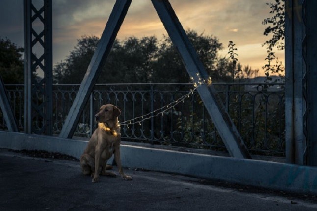 Helena Caballero defiende la campaña sobre tenencia responsable para evitar el abandono de mascotas tras las Navidades