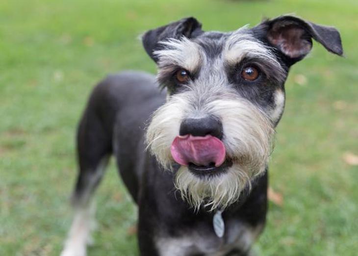 APDDA aporta fondos al Banco de Alimentos para Animales