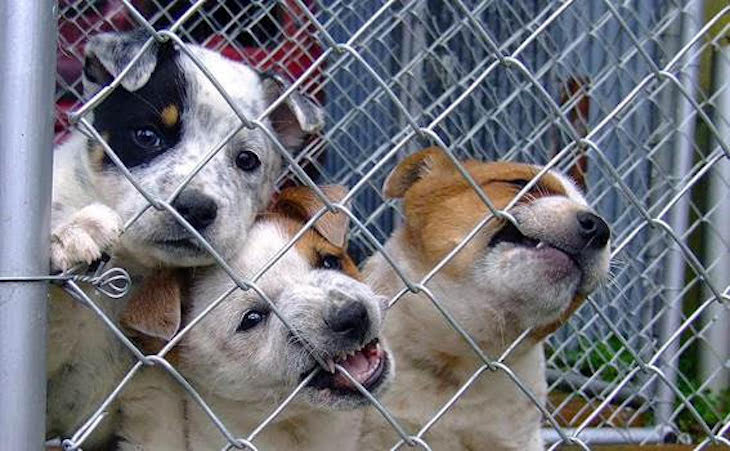 Día Internacional del Perro sin Raza 2021