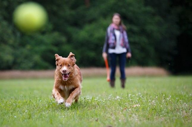 Todo lo que debes saber si tienes un perro en la ciudad