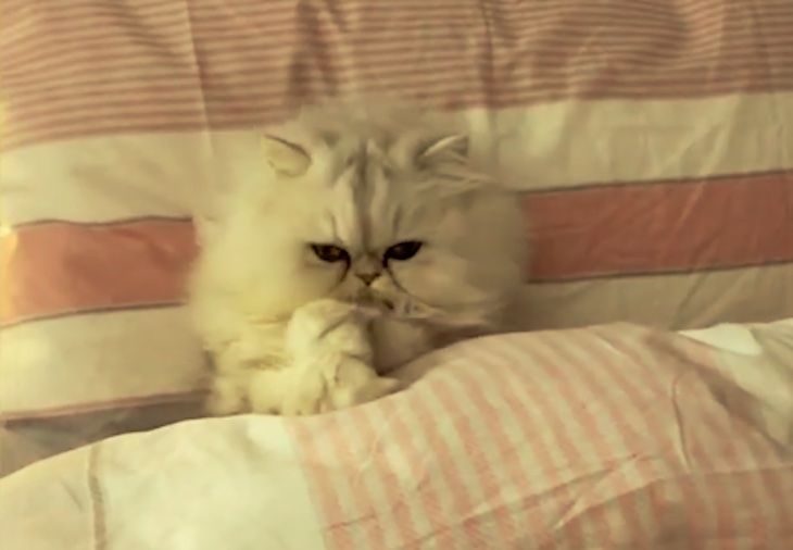 Un gato ‘dormilón’ (video)