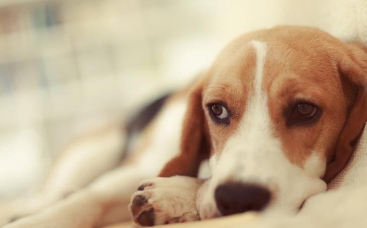 Animales de compañía. Milanuncios