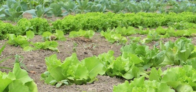 Las consecuencias de que los alimentos contengan mercurio