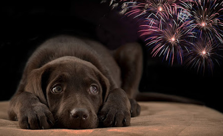 Cómo afecta la verbena de ‘San Juan’ a nuestras mascotas