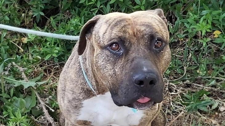 Un ‘delincuente hiperventilado’ detenido mientras quería ahorcar a su perro