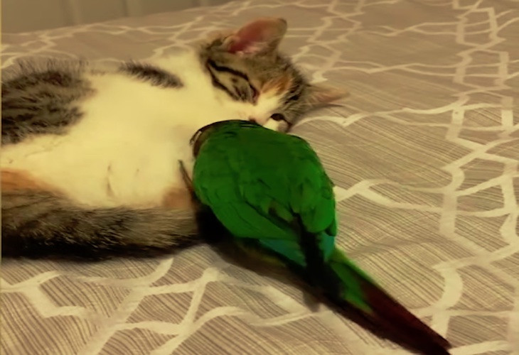 Gatos y periquitos mascotas en la misma casa (video)