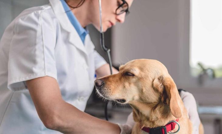 El Colegio de Veterinarios opina que es una malísima idea regalar ‘mascotas’