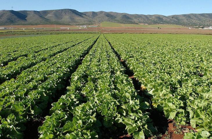 Apuesta por la ganadería y agricultura ecológicas en la provincia de Cádiz