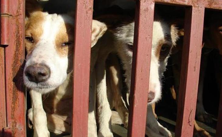 Prisión para once cazadores por el sacrificio de 36 perros