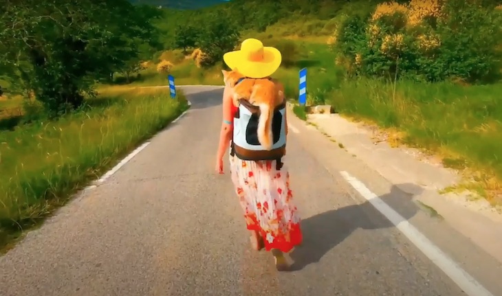 El gato viajero (video)