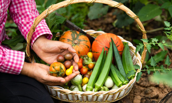 Curso de Agricultura ecológica centrado en la horticultura