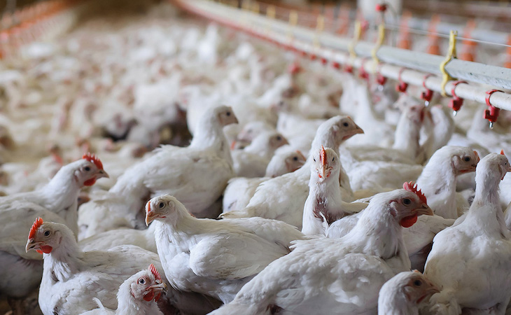 Pollos españoles ‘atiborrados’ de antibióticos