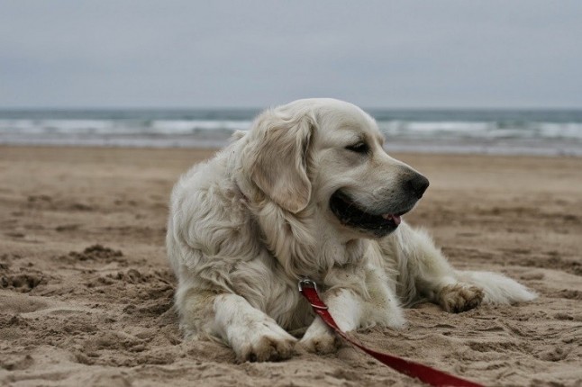Habilitarán una zona para perros en la playa de Helgueras