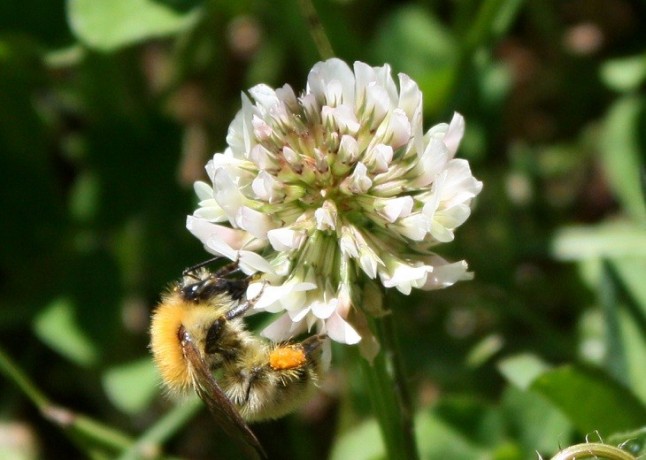 Uno de los principales beneficios de la apiterapia es inhibir las enfermedades autoinmunes