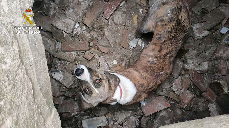 El SEPRONA rescata a una perra de un pozo abandonado en San Juan del Puerto (Huelva)