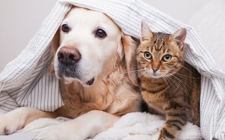 Los españoles se plantean regalar estas navidades un animal de compañía