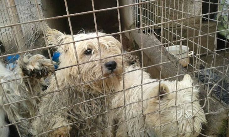 Animales de compañía