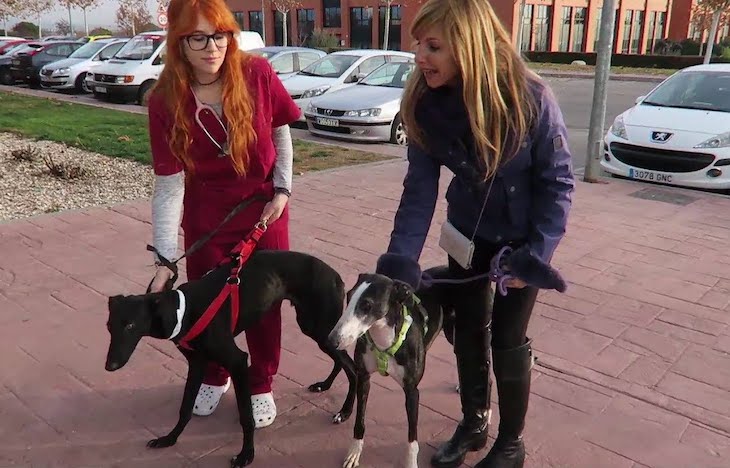 Perrotón esterilizará con laparoscopia a perros y gatos de protectoras con bajos recursos económicos