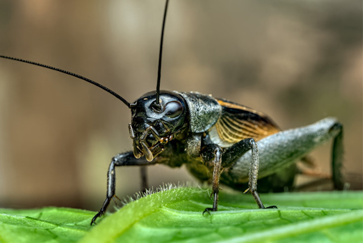 En España de momento los insectos no son una fuente de proteína que se quiera consumir