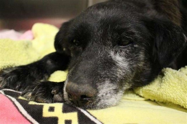 Un perro de 14 años y enfermo fue adoptado por una familia justo antes de Navidad