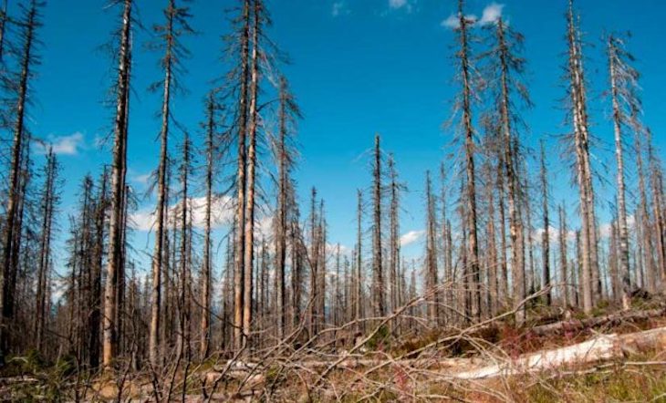 Soluciones para frenar la deforestación corporativa