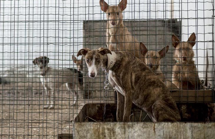 La caza es uno de los tres motivos principales de abandono de perros