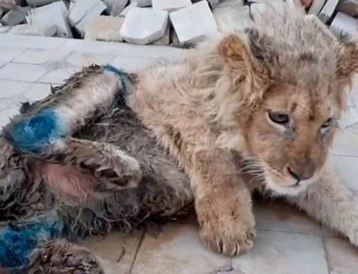 El mal - entendido ‘ecoturismo’ se ceba en un león