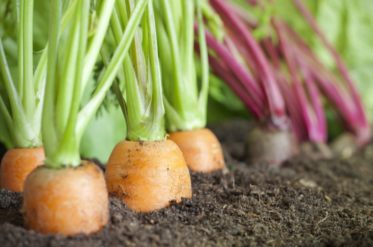 La oferta de productos ecológicos y km0 en la comunidad hortofrutícola de Consentio