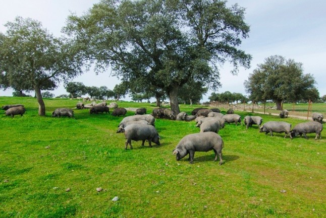 Reduce tu consumo de carne y elige una ganadería ecológica
