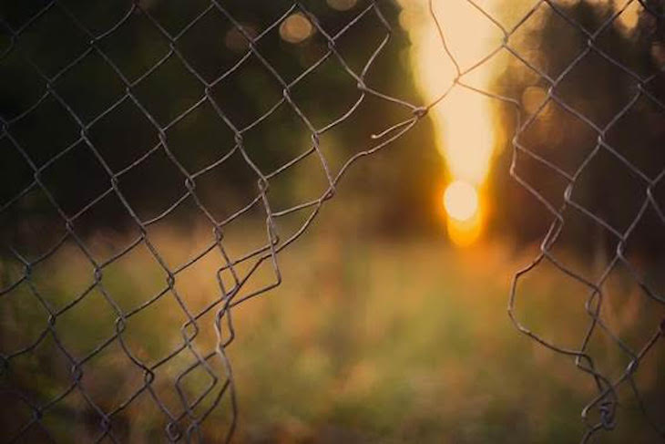 Mascotas exóticas invasoras