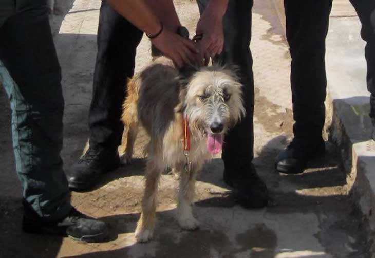 Un ‘energúmeno’ investigado en Águilas por maltratar a su perro dándole patadas y puñetazos