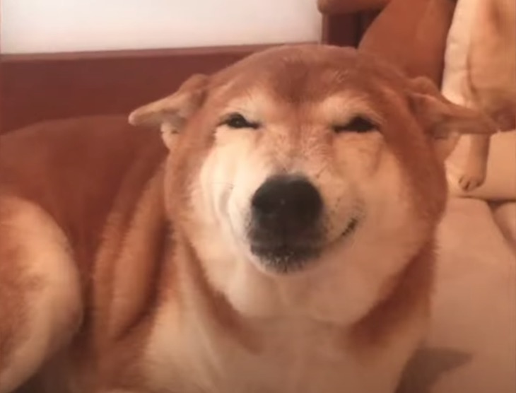 La sonrisa ‘inmensa’ de una perra mascota (video)