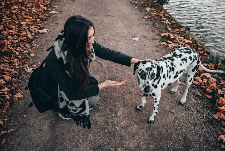 Animales de compañía. Identifican una proteína como potencial diana terapéutica para vacunas contra la leishmaniosis