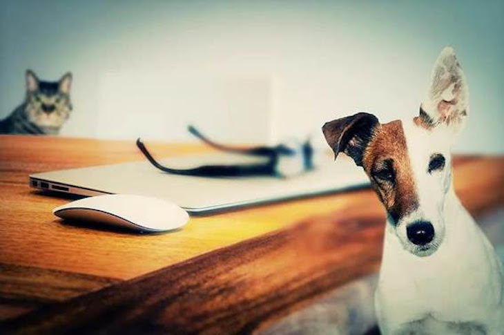 Ley de bienestar animal: necesaria y posible