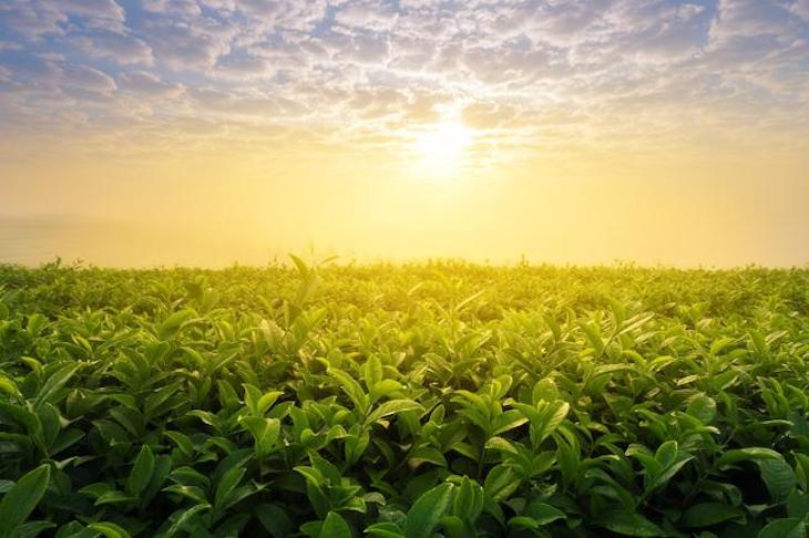 Día Mundial de la Agricultura Sostenible